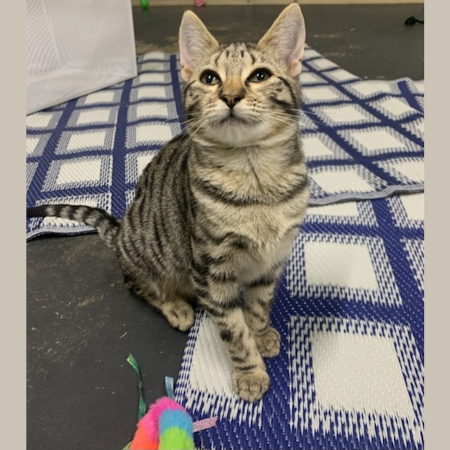 Photo of Strawberry