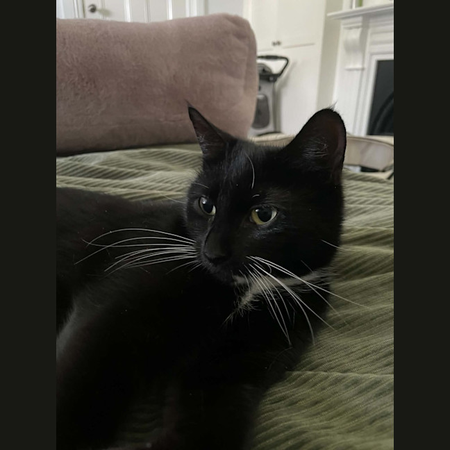 Photo of Sparrow