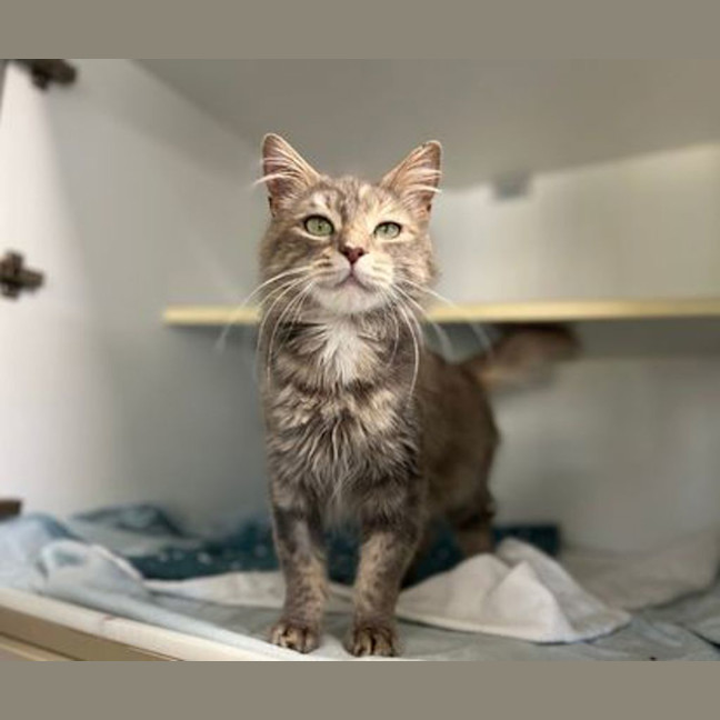 Photo of Cappuccino