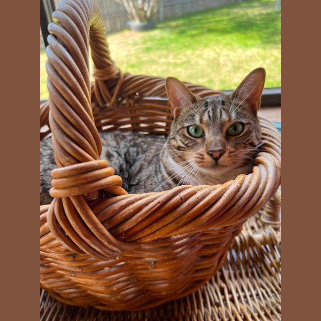 Photo of Olive