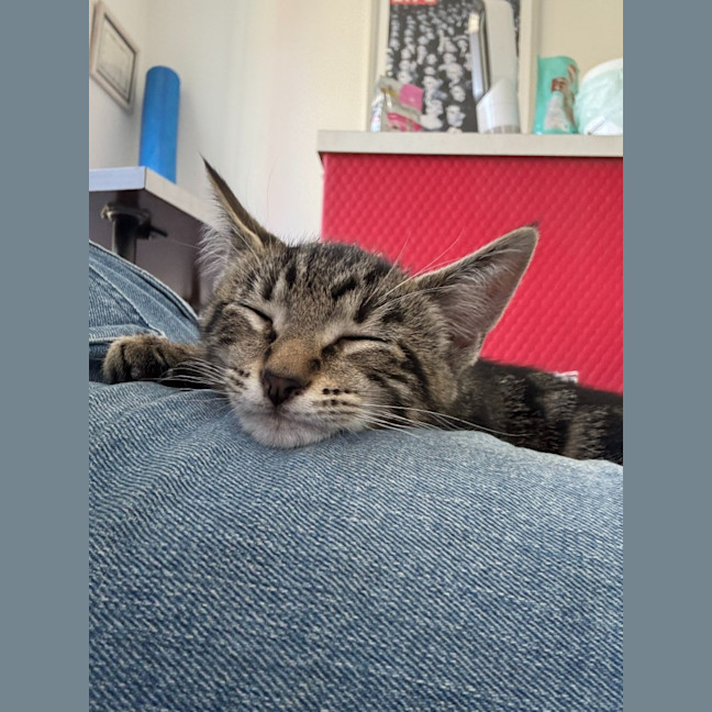 Photo of Maverick