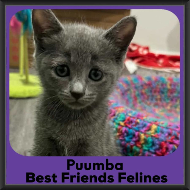 Photo of Puumba