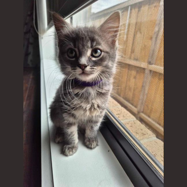 Photo of Misty