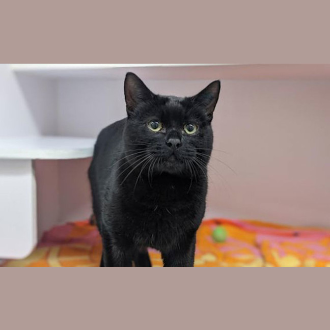 Photo of Pumpkin