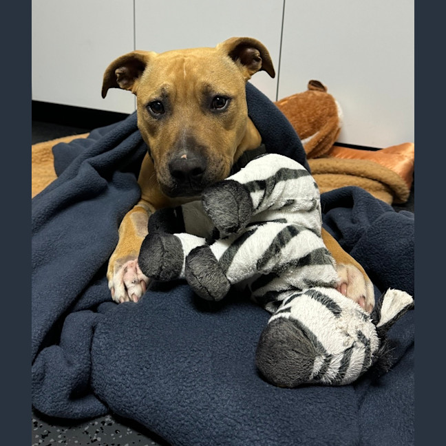 Photo of Scooby