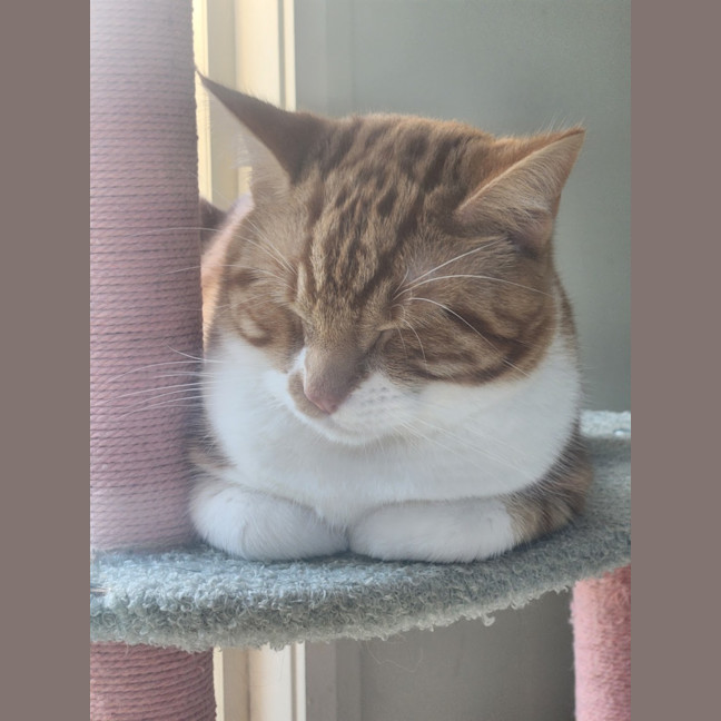 Photo of Baron Marmalade