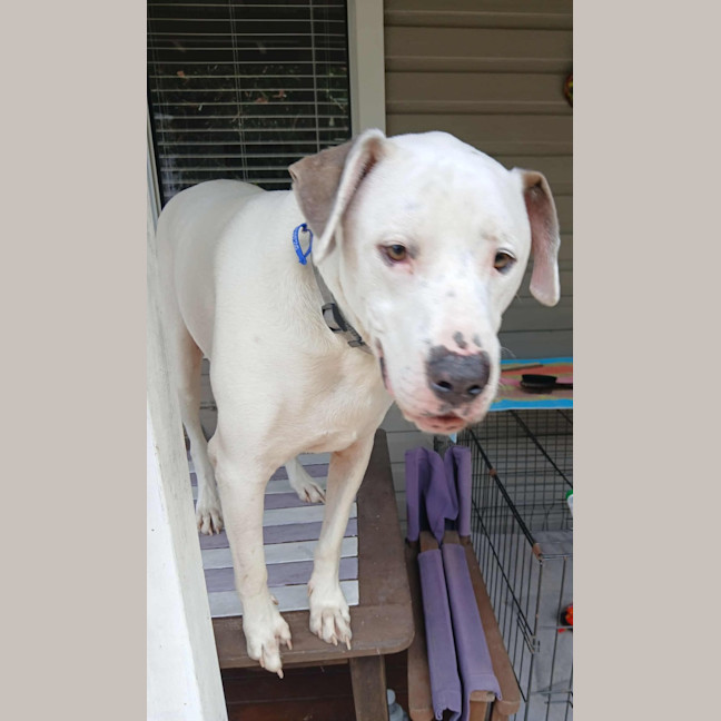 Photo of Baxter   5 Year Old Bullmastiff