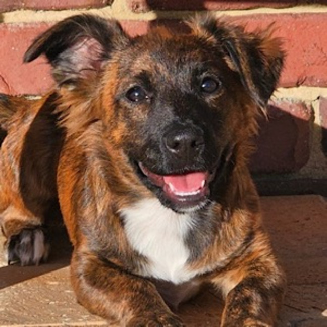 Photo of Onyx