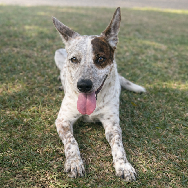 Photo of Spot