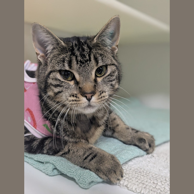 Photo of 🍸 Meowtini 6328 🍸