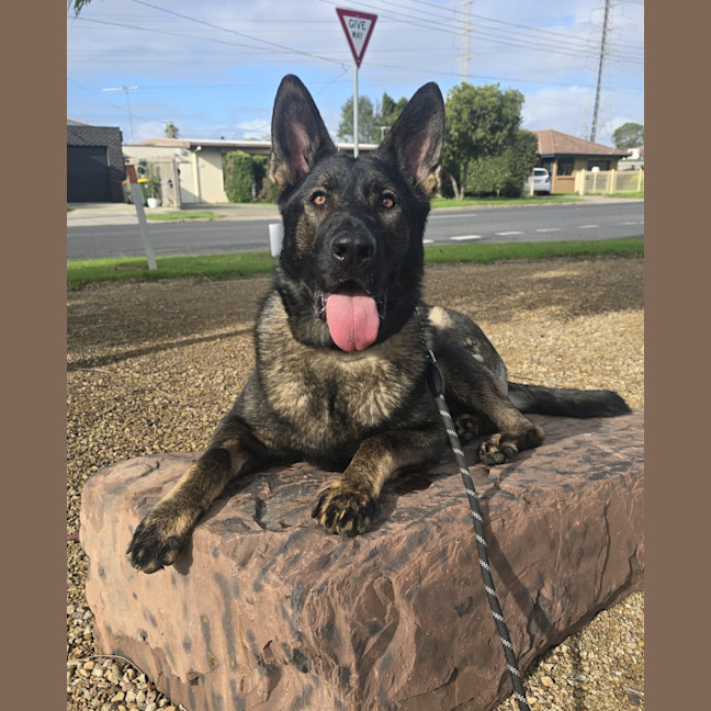 Photo of Lexi (67778)