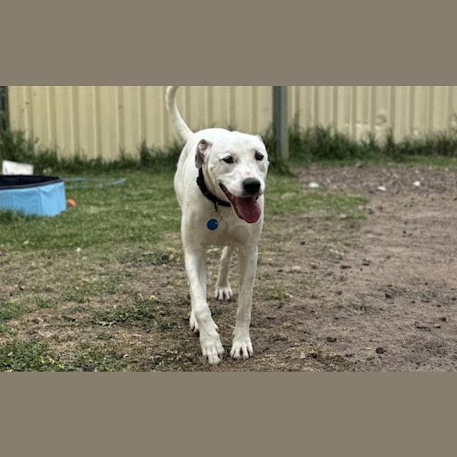 Photo of Rosie