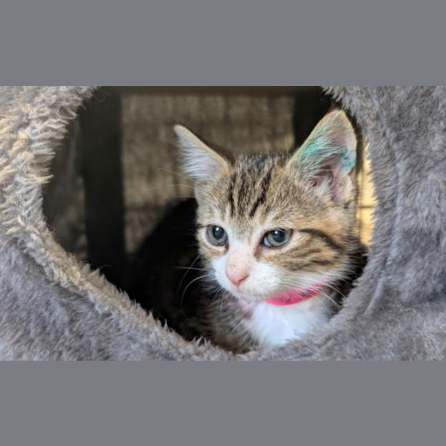 Photo of Mothball