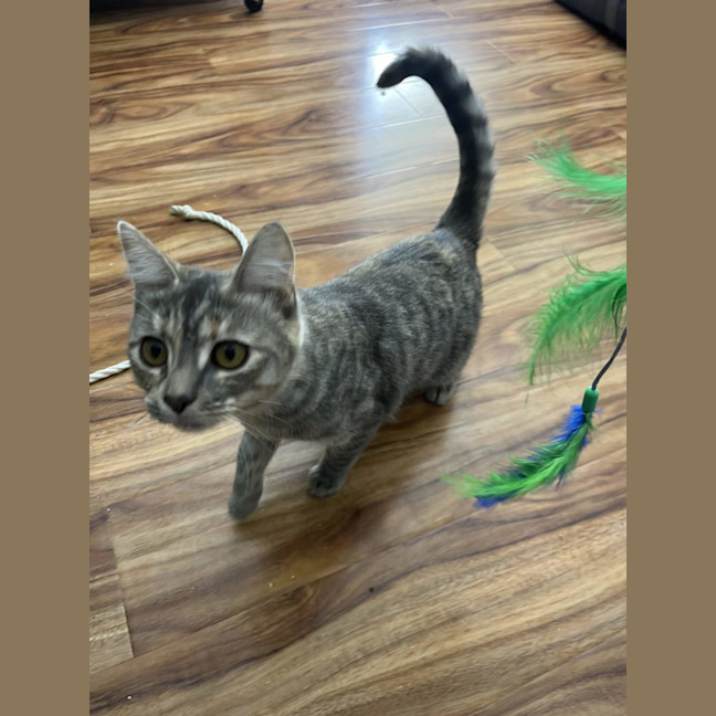 Photo of Rose   Now Available At Pe Tquarters Rutherford