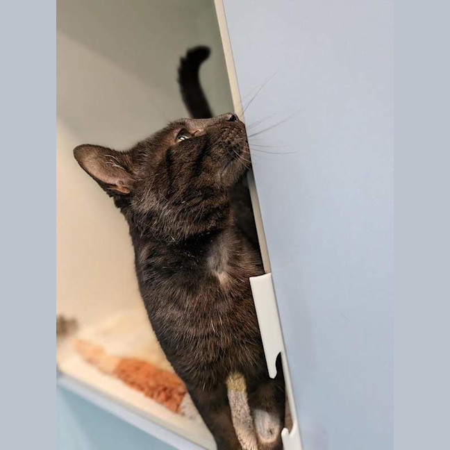 Photo of Onyx