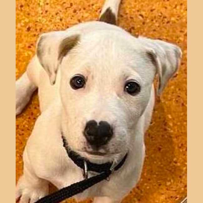 Photo of Chica