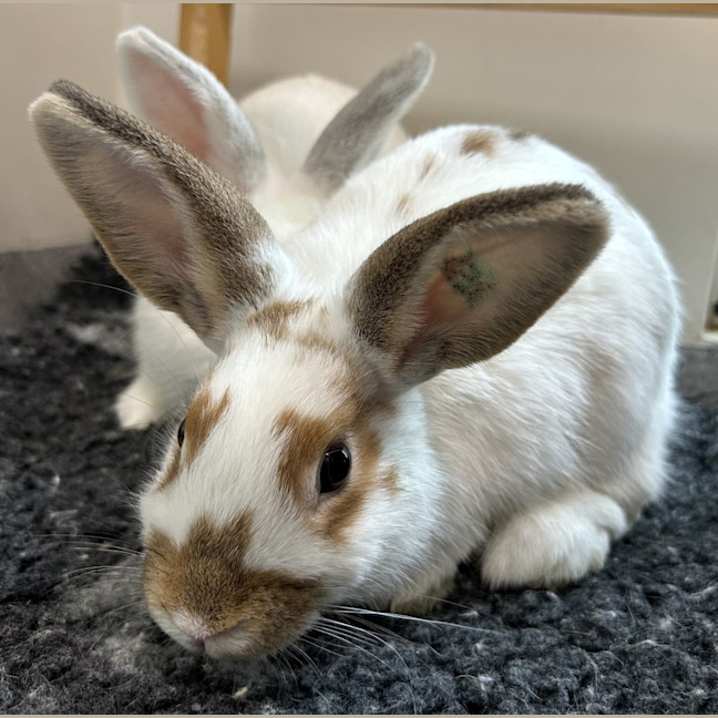 Photo of Pecan