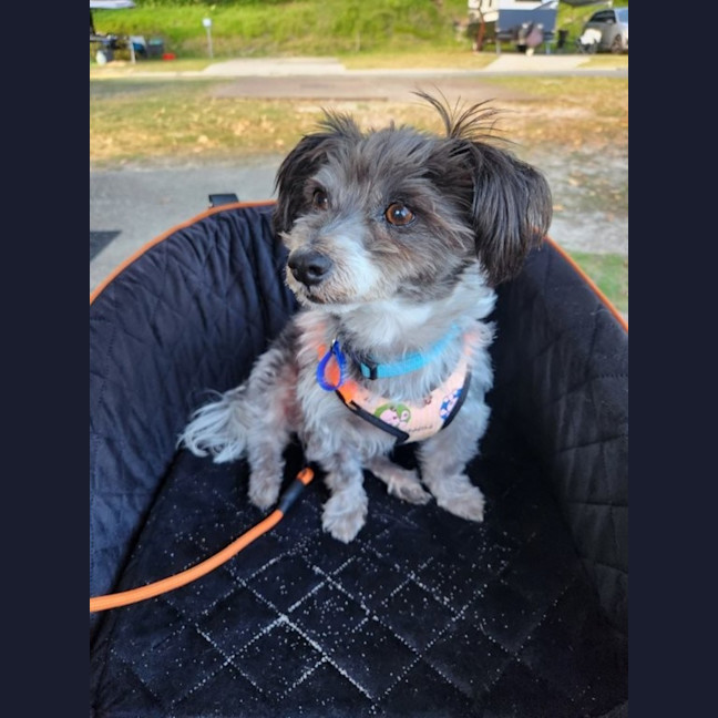 Photo of Charlie   9 Year Old Silky Terrier X