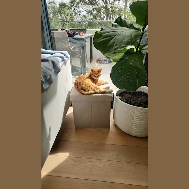 Photo of Goldie