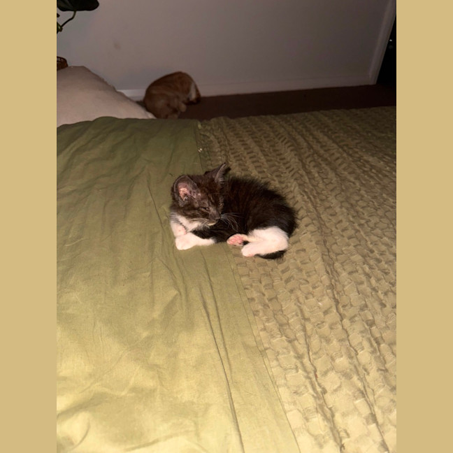 Photo of Figgy