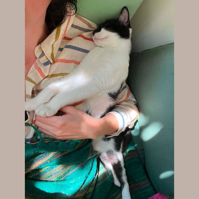 Photo of Mowgli   In Foster Care In Northcote