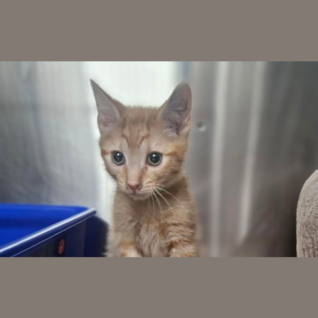 Photo of Cheeto