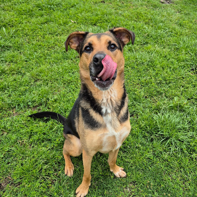 Photo of Ollie (Eddie)