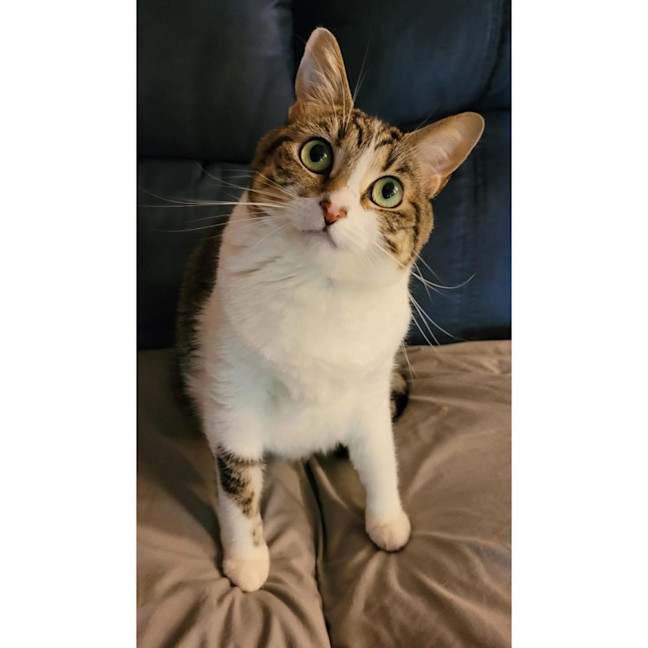 Photo of 13162   Zelda