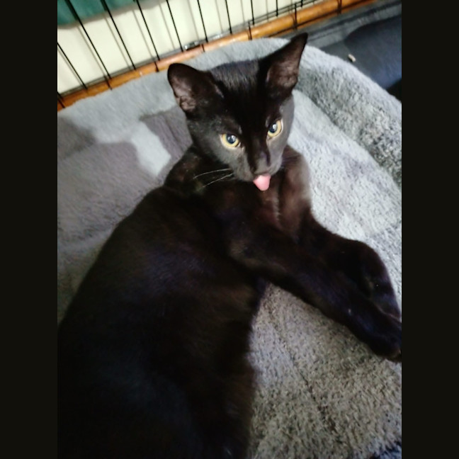 Photo of Rascal