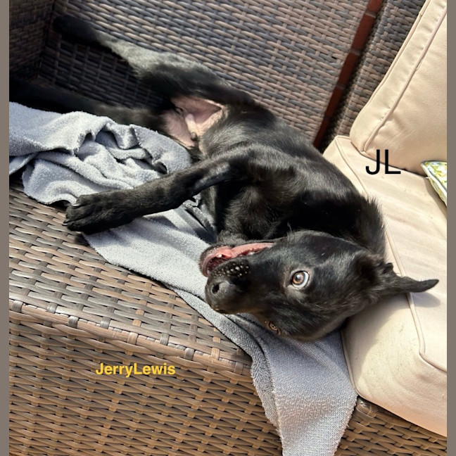 Photo of Jerry Lewis