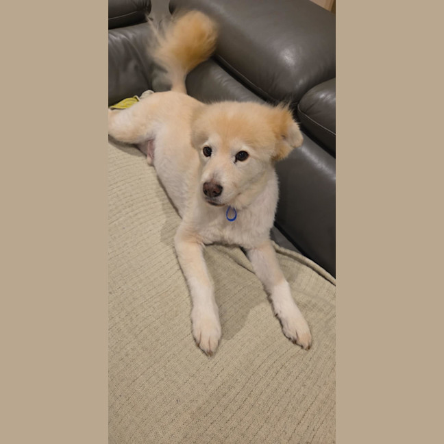 Photo of Ghost & Zeke   9&7 Yo Spitz & Dachshund