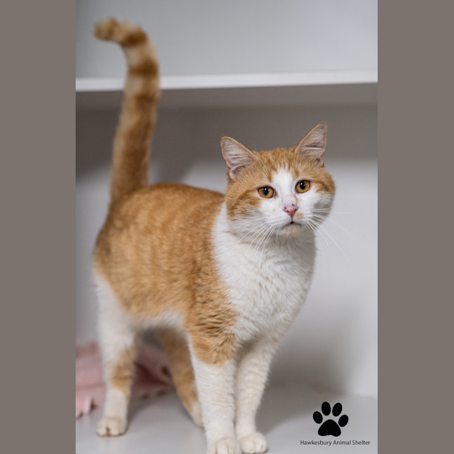 Photo of Pumpkin