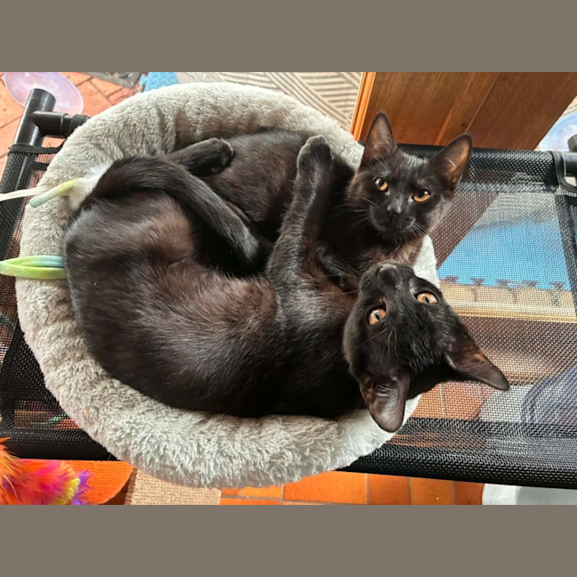 Photo of Onyx   In Foster Care In Eltham