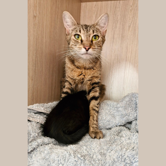 Photo of C1381 Holly