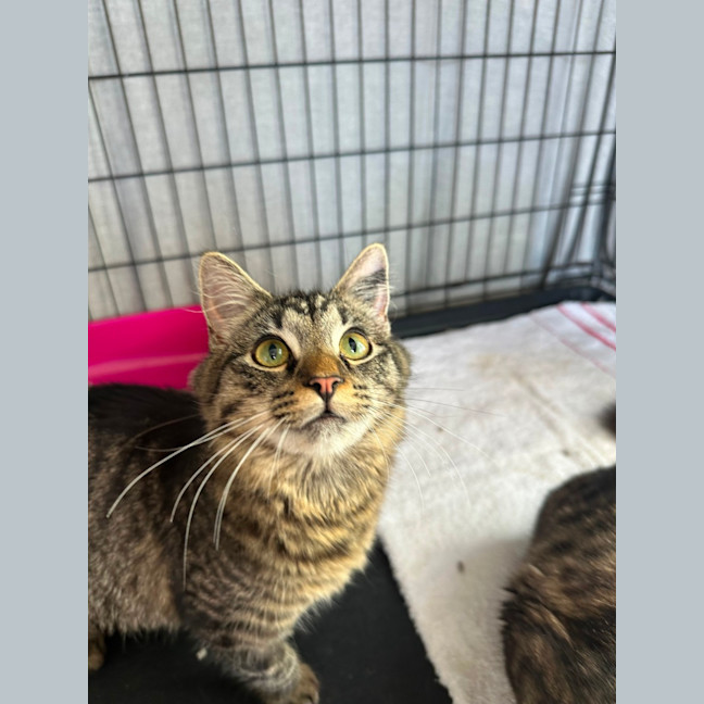 Photo of Salami & Pepperoni 