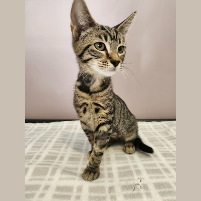 Photo of Audrey   In Foster Care In Templestowe