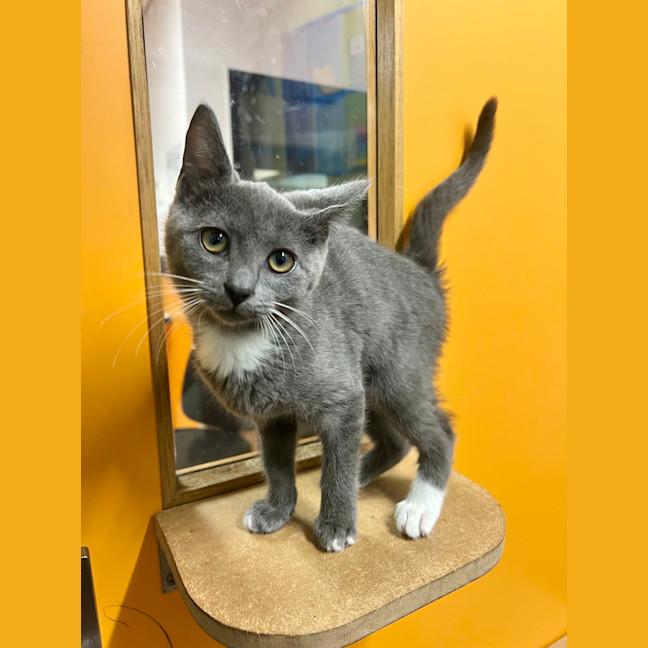 Photo of Muffin
