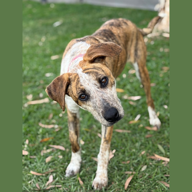 Photo of Bindi