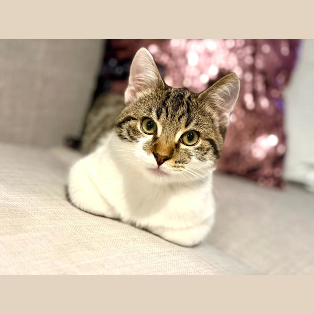 Photo of Cookie