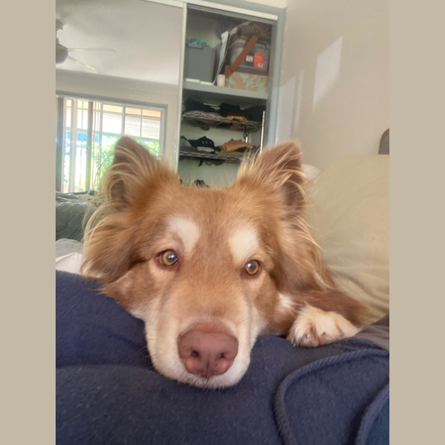 Photo of Simba