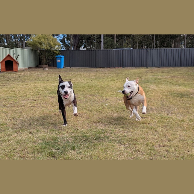 Photo of Chief & Patch