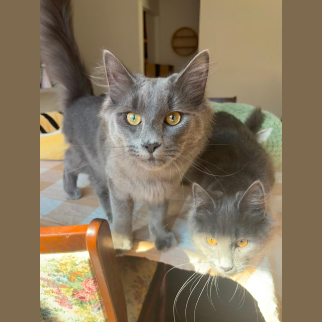 Photo of Basil