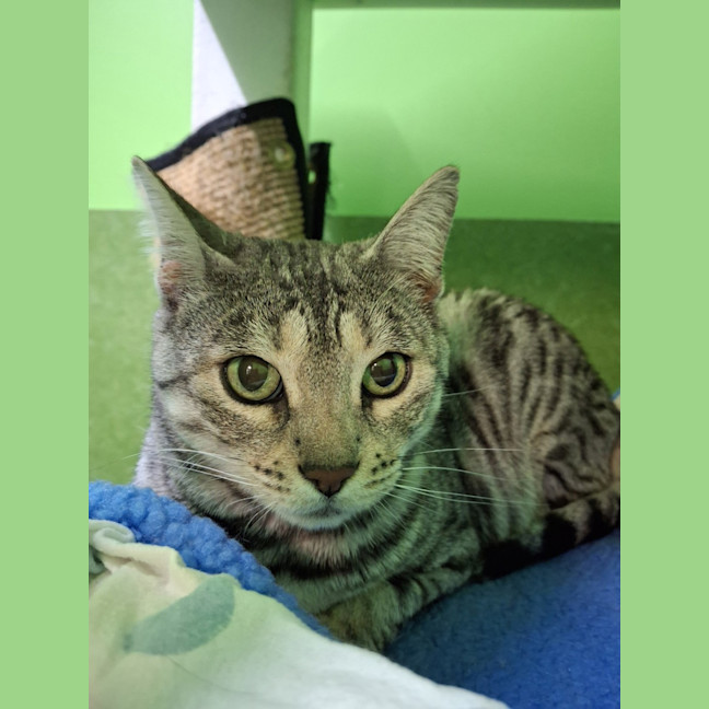 Photo of Sesame