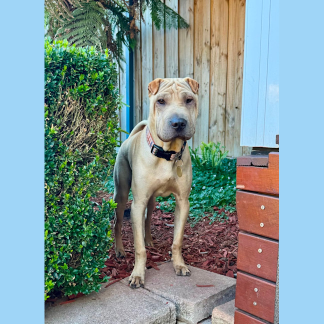 Photo of Choc Honeycomb 🍯 