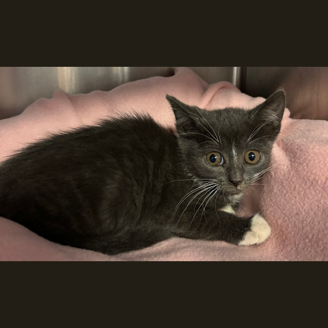 Photo of Junebug