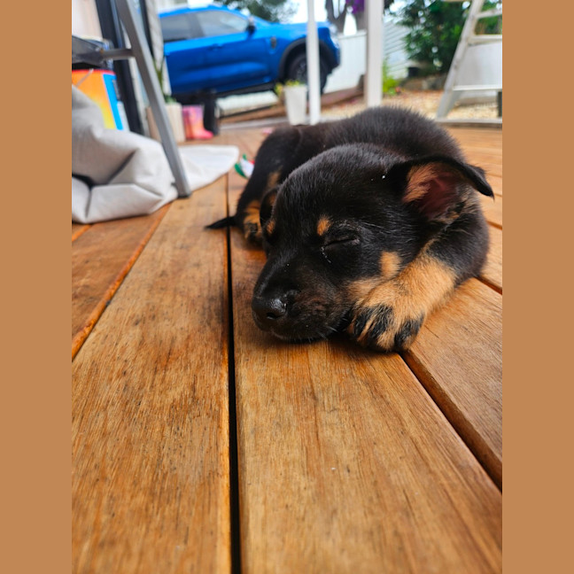 Photo of Dusty   7 Week Old Cattle Dog X Kelpie