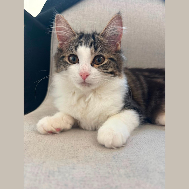 Photo of Maisie