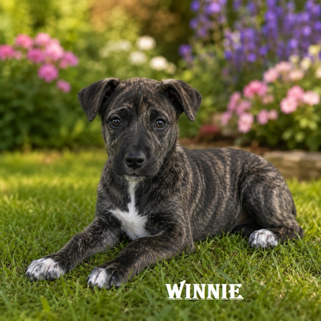 Photo of Winnie