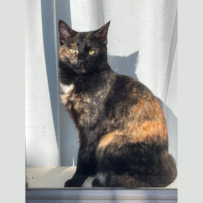 Photo of Heidi Meet Me At Petstock Chelsea Store