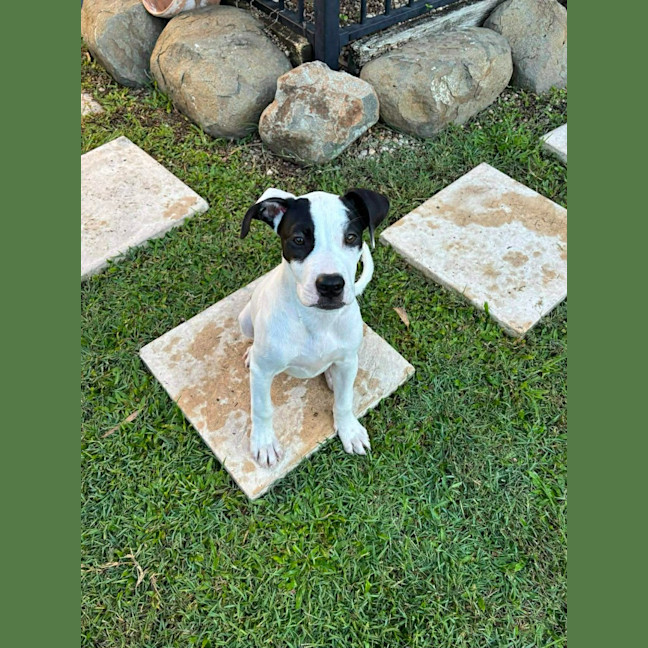 Photo of Lolly (P15)